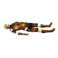 True Phantom Solutions FB-A04 Adult Full Body (With Muscles) For X-Ray CT, US