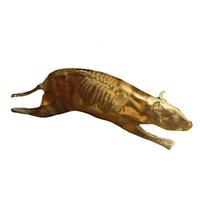 True Phantom Solutions RT-A01 Rat Phantom (Anatomical) For X-Ray CT, MRI
