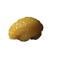 True Phantom Solutions BN-A03 Adult Brain (Basic) For X-Ray CT, US, MRI