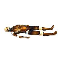 True Phantom Solutions FB-A02 Adult Full Body (With Muscles) For X-Ray CT, MRI