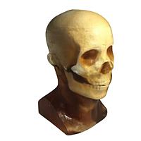 True Phantom Solutions HD-A01 Adult Head (Static) For X-Ray CT, US, MRI