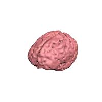 True Phantom Solutions SB-A01 Brain Parenchyma